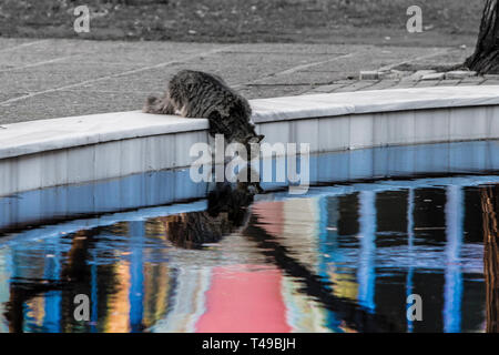 A tabby mackarel cat with long fur drinks water from a decorative pool. Real life versus imagined one. New digital technologies provide a mistakenly v Stock Photo