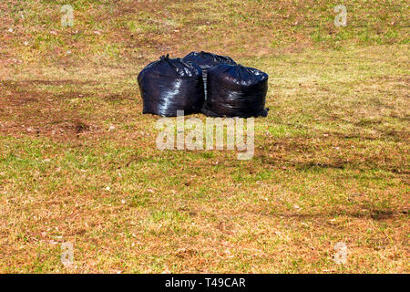 Black plastic bags with last year's dry leaves on the lawn in the park. Stock Photo