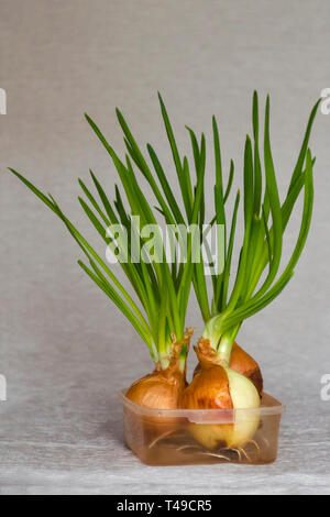 Sprouted green onions. Bulbs with fresh sprouts on grey background in the kitchen. Studio shot. Minimal composition. Stock Photo