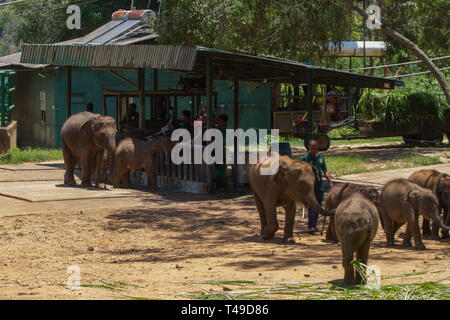 Baby Sri Lankan Elephants being fed at the Elephant Transit Home. Sri Lanka. Stock Photo