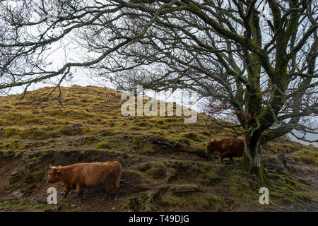 Highland cow in Scotland, UK, Europe Stock Photo