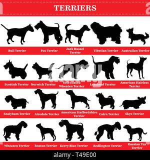 Set of 20 terrier dogs. Vector set of terrier breeds dogs standing in profile. Isolated dogs breed silhouettes set in black color on white background. Stock Vector