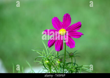 A pretty pink wildflower against a nice green defocused background. Stock Photo
