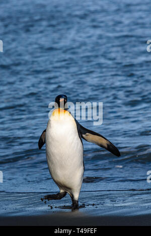 Close up of King Penguin walking out of the water and onto sandy beach at St. Andrews Bay, South Georgia