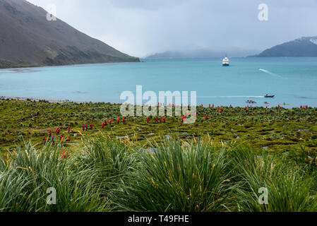 View of Jason Harbor from hillside of tourists in red coats, kayaks and inflatable boat in harbor along with cruise ship, South Georgia Stock Photo