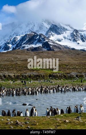 Beautiful landscape leading up to a craggy snow covered mountain, large number of King Penguins lining both sides of a silt filled river, St. Andrews Stock Photo