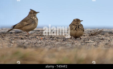Two Crested Larks standing on flat surface in winter time Stock Photo