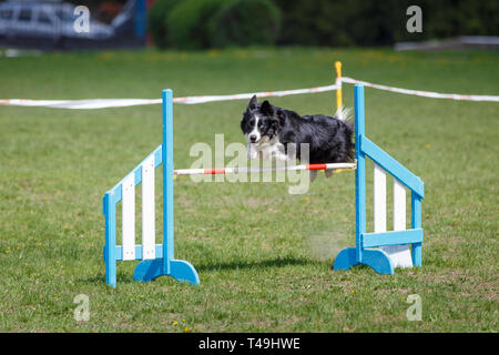 Border Collie jumping over the obstacle on dog agility sport competition Stock Photo