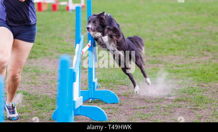 Border Collie jumping over the obstacle on dog agility sport competition Stock Photo