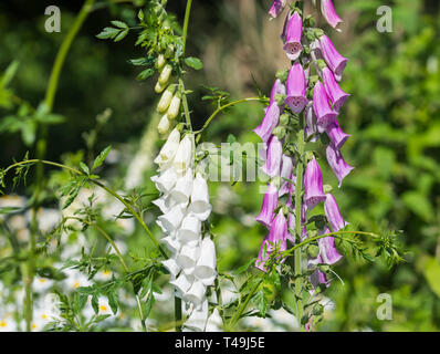 Common Foxgloves (Digitalis purpurea) growing in a park in Spring in West Sussex, England, UK. Stock Photo
