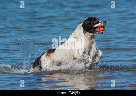 A dog running and playing with a ball in the sea on a hot day in Summer in the UK. Stock Photo