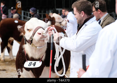 Hereford Cattle Market, Hereford, UK - Monday 15th April 2019 - Spring Sale for the Hereford Cattle Society, the Hereford breed is world renowned as a quality beef animal. The sale brought 119 animals to Hereford from across the UK including 61 bulls and 58 females - this photo shows a young bull ( born March 2018 ) that had travelled to the auction from Stafford. Photo Steven May / Alamy Live News Stock Photo