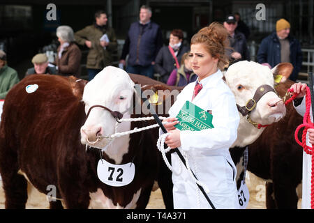 Hereford Cattle Market, Hereford, UK - Monday 15th April 2019 - Spring Sale for the Hereford Cattle Society, the Hereford breed is world renowned as a quality beef animal. The sale brought 119 animals to Hereford from across the UK including 61 bulls and 58 females - this photo shows a young bull ( born March 2018 ) that had travelled to the auction from Thame, Oxfordshire. Photo Steven May / Alamy Live News Stock Photo