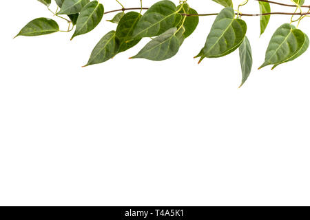 Bueatiful vine plant of the frame isolated on white background. Green climbing ivy copy space for text. Stock Photo