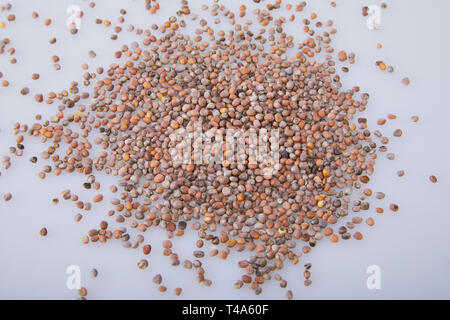 Dry selected Radish Seeds Isolated on White Background. Selected seeds for planting in the agricultural field Stock Photo