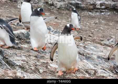 Gentoo Penguin, Pygoscelis papua young chasing its parent for food at Hannah Point, Livingston Island, South Shetland islands, Antarctica. Stock Photo