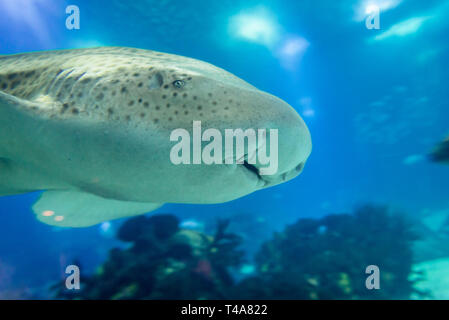 Stegostoma fasciatum - Zebra shark in Oceanario de Lisboa in Lisbon, Portugal Stock Photo