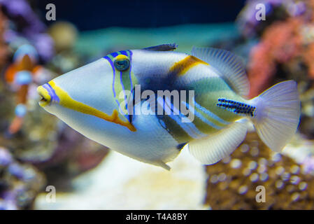 Lagoon triggerfish also called Picassofish in Oceanario de Lisboa in Lisbon, Portugal Stock Photo