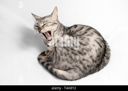 Purebred silver bengal cat yawning on a white background. Stock Photo