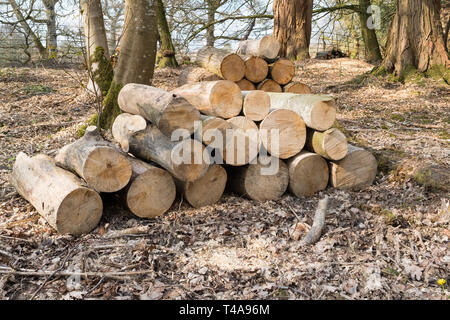 pile of logs in woodland - uk Stock Photo