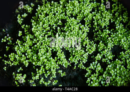 Sweet alyssum seedlings close up, planting material of garden flowers in spring, popular rockery plant sprouts Stock Photo