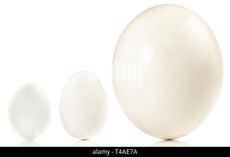 Ostrich, Goose and Chicken Eggs on white Background Stock Photo