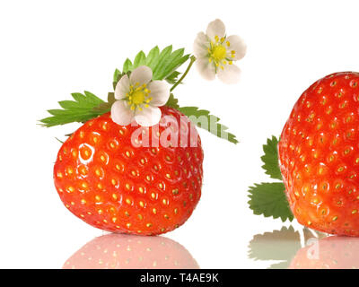 Strawberries with Blossom on white Background Stock Photo