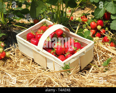 Picked Strawberries on a Field Stock Photo