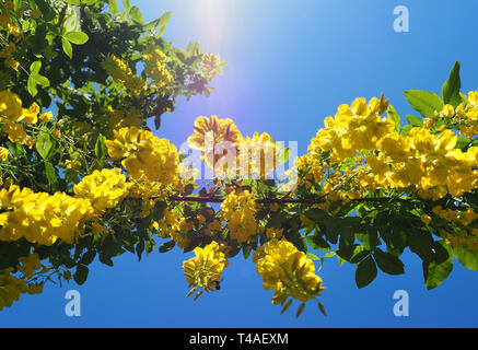 Laburnum Tree - Laburnum Vossii Stock Photo