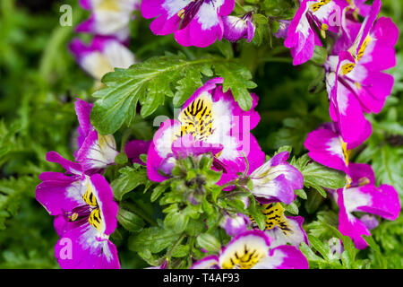 Schizanthus pinnatus, Bavarian butterfly flowers. United Kingdom Stock Photo