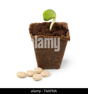 Sprouting white lupin plant in a special growing pot and soil isolated on white background Stock Photo