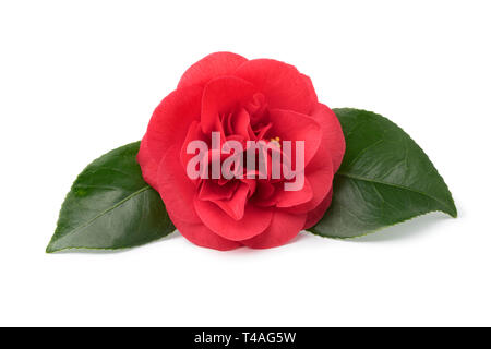 Single pink camellia flower and green leaves isolated on white background Stock Photo