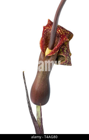 Voodoo lily flower isolated on white background Stock Photo