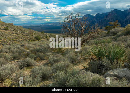 Dead Tree along a trail in Red Rock Canyon National Conservation Area, Nevada, USA Stock Photo