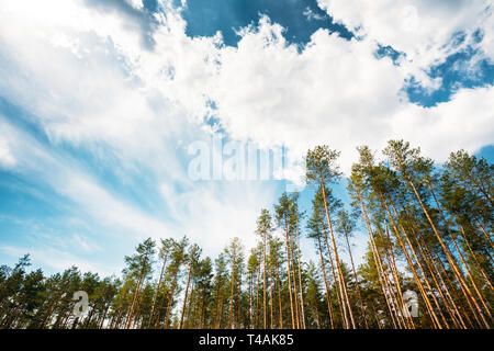 Young Densely Planted Pine Grove Copse Coppice Of Tall Thin Coniferous Evergreen Trees. Stock Photo