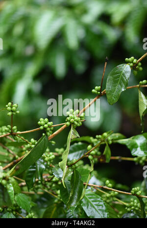 Green coffee beans growing on the branch in Chikmagalur coffee farm. Stock Photo