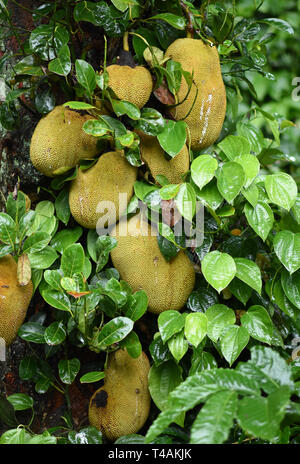 Jackfruit Tree and young Jackfruits at chikmagalur forest Stock Photo