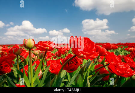 beautiful red tulips over blue sky outside Stock Photo