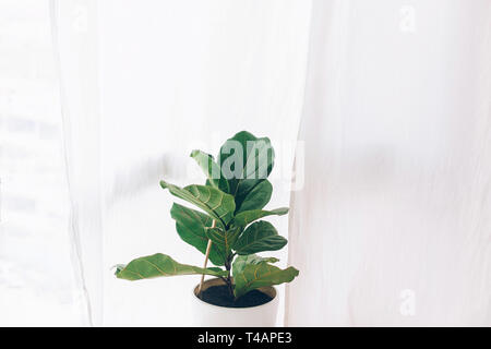 Ficus lyrata. Beautiful fiddle-leaf, fig tree plant with big green leaves in white pot. Stylish modern floral home decor in minimal style Stock Photo