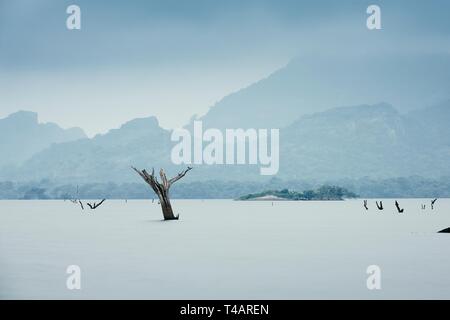 Dead tree sticking out of the water from lake. Gloomy day in Sri Lanka. Themes environment, global climate change or sadness. Stock Photo