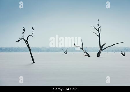 Dead tree sticking out of the water from lake. Gloomy day in Sri Lanka. Themes environment, global climate change or sadness. Stock Photo