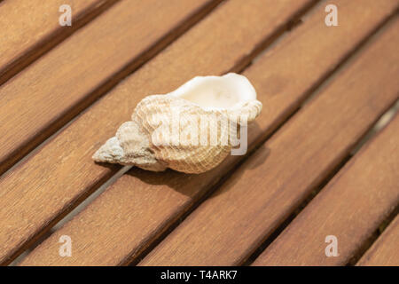 Spiral shell of a sea snail on a wooden background Stock Photo
