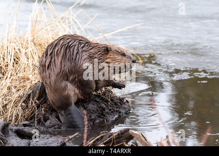 A young castor canadensis on the edge of the beaver dam looking Stock Photo