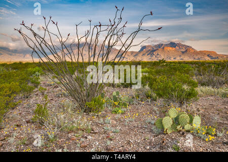 Ocotillo, Chisos Mountains at sunrise, view from Glenn Spring Road, Big Bend National Park, Texas, USA Stock Photo