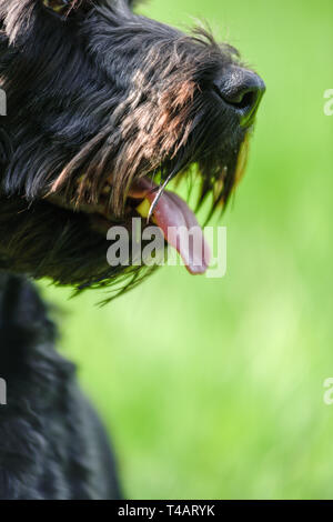 Black male Cockapoo Dog in a green field. Stock Photo