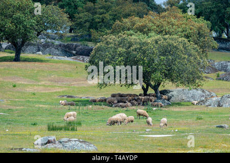sheep resting in the shade of a tree Stock Photo