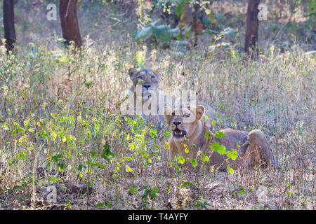 Asiatic Lion or Asian Lion or Panthera leo leo female pair resting at Gir National park Gujarat India Stock Photo