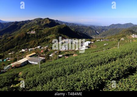 Tea farming in Taiwan. Hillside tea plantations in Shizhuo, Alishan mountains. Stock Photo