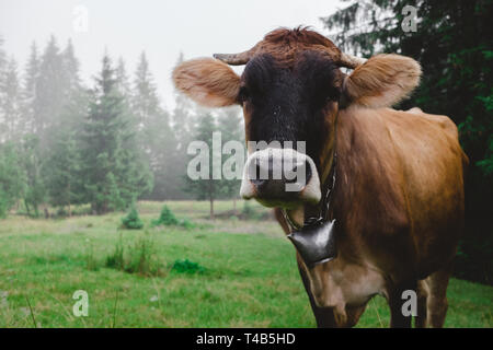 A Carpathian dairy cow with the traditional bell around her neck, high in the mountains. A mountain scenery can be seen behind. Stock Photo