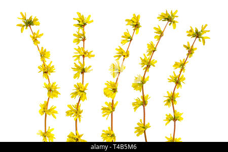 Forsythia is a genus of flowering plants in the olive family Oleaceae. Forsythia is also one of the plant's common names, along with Easter tree. Isol Stock Photo